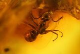 Fossil Flies, Ant and a Centipede in Baltic Amber #166191-2